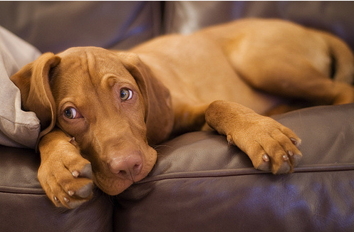 Possibly the PERFECT Pet – (The Story of the Vizsla ...