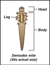 Demodex Mite