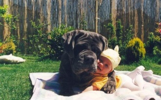 Dog and Baby 2