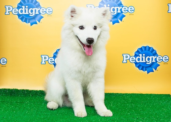 Brody an American Eskimo from Green Dogs Unleashed